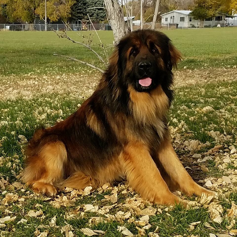 leonberger soft toy