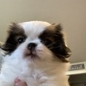 Japanese Chin for sale