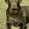 AKC Champion Bloodline Chocolate Lab Puppies! - a Labrador Retriever puppy