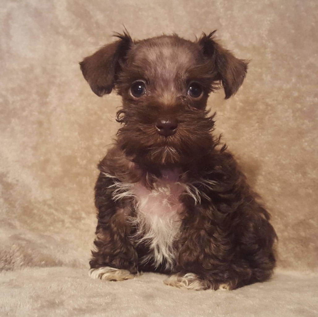 Royal Pups Dynasty | Miniature Schnauzer Breeder | Meeker, Oklahoma