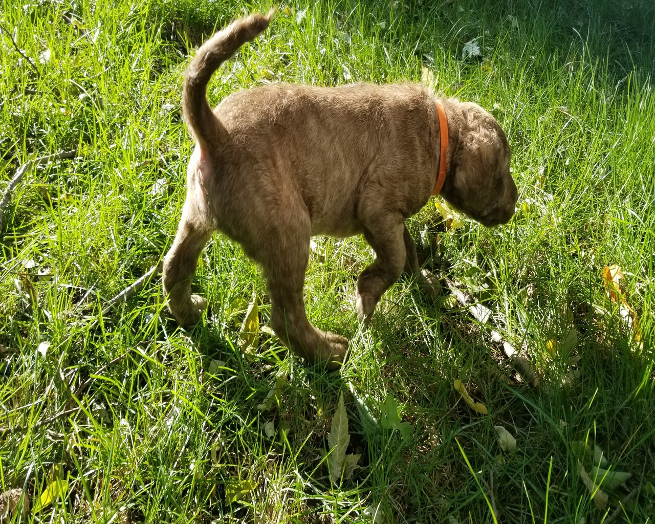 Two Rivers | Chesapeake Bay Retriever Breeder | Prescott ...