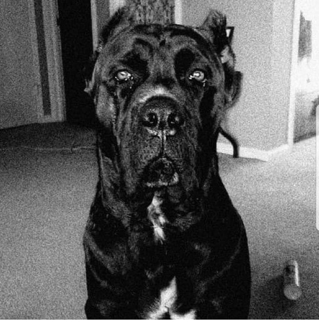 Masters Mansion Cane Corso Cane Corso Breeder Tampa Florida