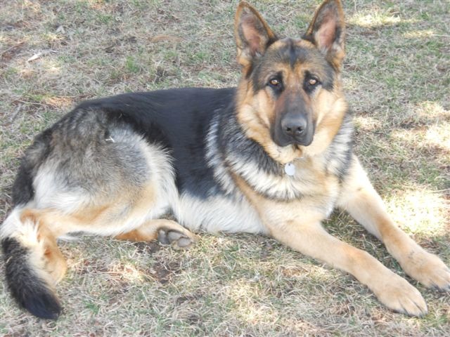 cshanle@frontier.com | German Shepherd Dog Breeder | Columbus, Nebraska