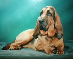 Thunder Valley Bloodhounds