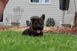 vom ehrenschutz German Shepherds