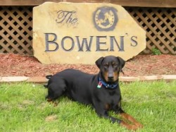 Bowen's Dobermans
