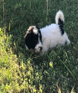 farms basil sweet dog poodle georgia