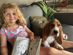 Tailwag Basset Hound Breeders