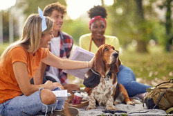 Blessed Basset Hound Kennel