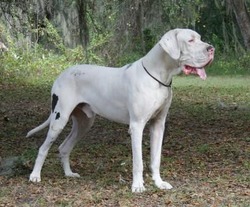 Chaazar Great Danes