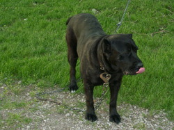 Durwood's Cane Corsos