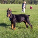 Bowen's Dobermans