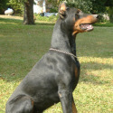Bowen's Dobermans