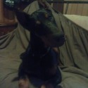 Bowen's Dobermans