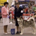 Ghostdance Alaskan Malamutes