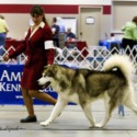 Ghostdance Alaskan Malamutes