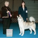 Ghostdance Alaskan Malamutes