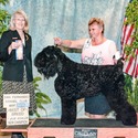 Black Beard Black Russian Terriers