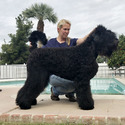 Black Beard Black Russian Terriers