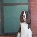 High 'N Dry Farm English Springer Spaniels