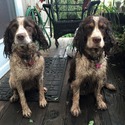 High 'N Dry Farm English Springer Spaniels
