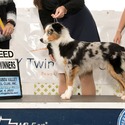 Schaefer's Mini American Shepherds