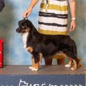 Schaefer's Mini American Shepherds