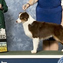 Schaefer's Mini American Shepherds