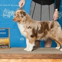 Schaefer's Mini American Shepherds