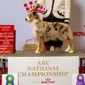 Schaefer's Mini American Shepherds