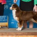 Schaefer's Mini American Shepherds