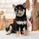 Tailwag Shiba Inu Breeder