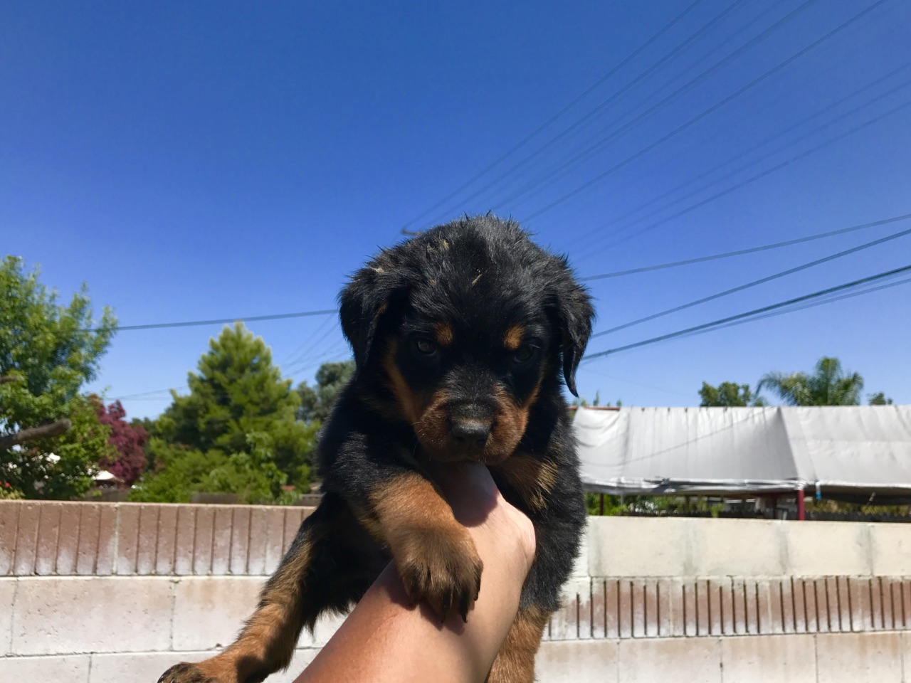 Akc German Rottweiler Rottweiler Breeder Ontario