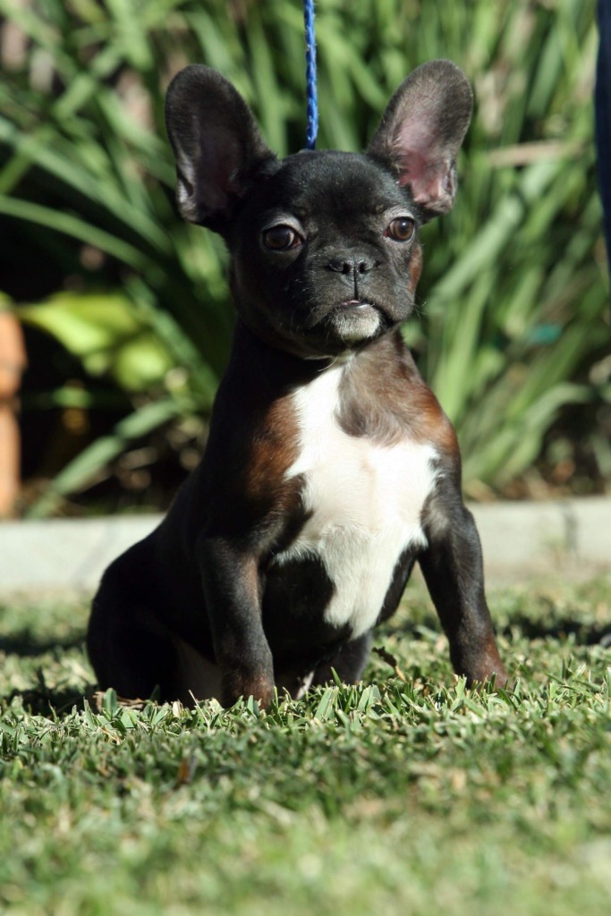 Tony's Bullies French Bulldog Breeder BELL, California