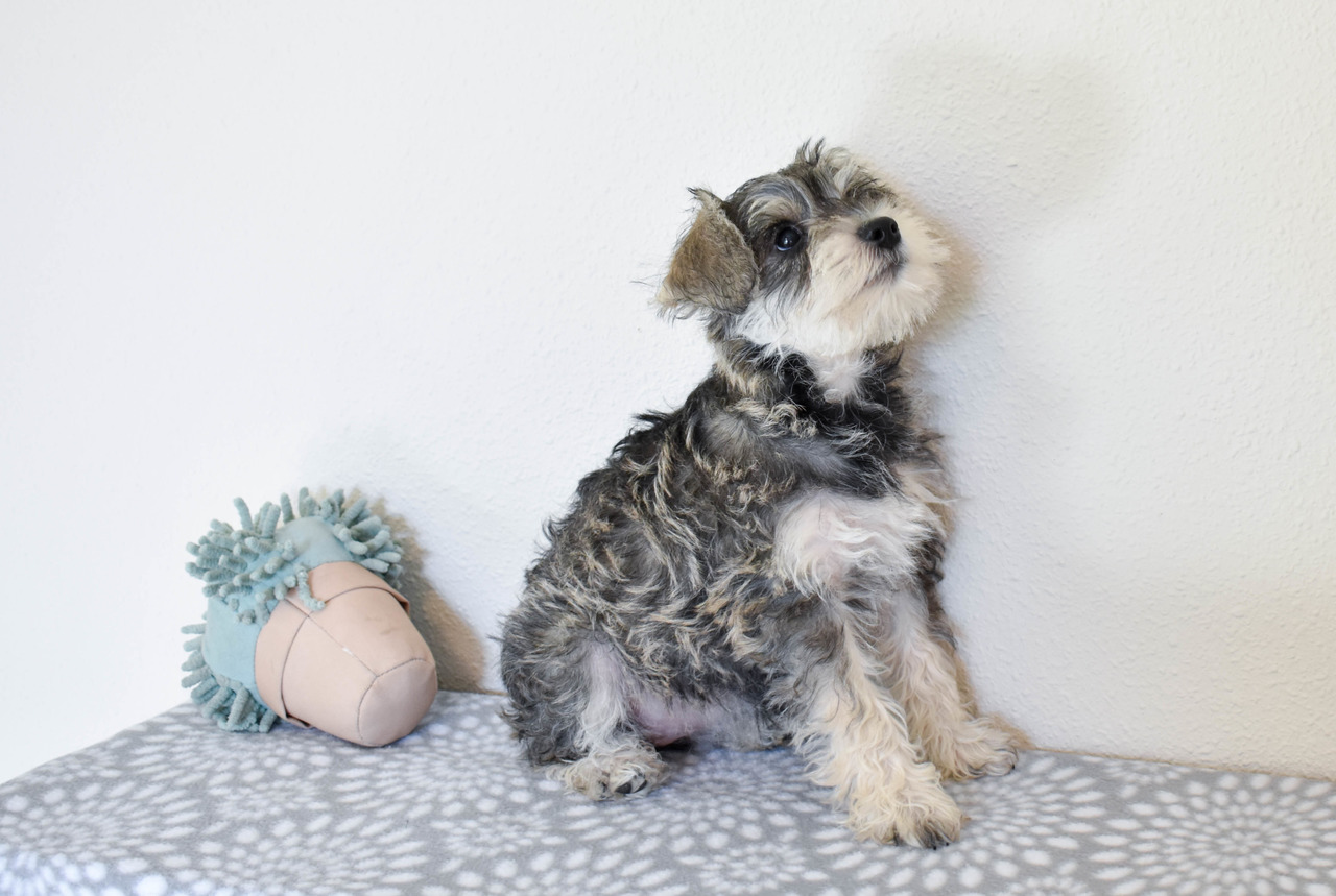 Sputnik Schnauzers Miniature Schnauzer Breeder Laguna Hills California