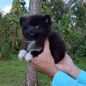 Black  Baby - a Pomeranian puppy