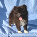 Black  Baby - a Pomeranian puppy