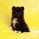 Pomeranian for sale