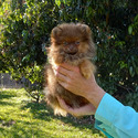 Chocolate Baby - a Pomeranian puppy