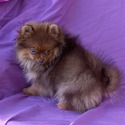 Pomeranian for sale