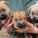 Cairnoodle puppies - a Cairn Terrier puppy