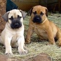 Boerboel dog breed - a Boerboel puppy