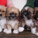 Lhasa Apso dog breed - a Lhasa Apso puppy