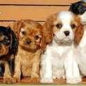 Cavalier King Charles Spaniel dog breed - a Cavalier King Charles Spaniel puppy