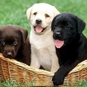 Cane Corso puppies - a Cane Corso puppy