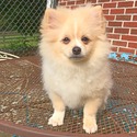 Brodie - a Pomeranian puppy
