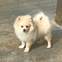Brodie - a Pomeranian puppy
