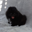 Plush Black Pomeranian Puppy Male - a Pomeranian puppy