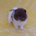 Plush Chocolate with White Pomeranian Puppy Male - a Pomeranian puppy