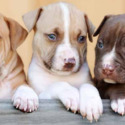 American Pit Bull Terrier - a American Pit Bull Terrier puppy